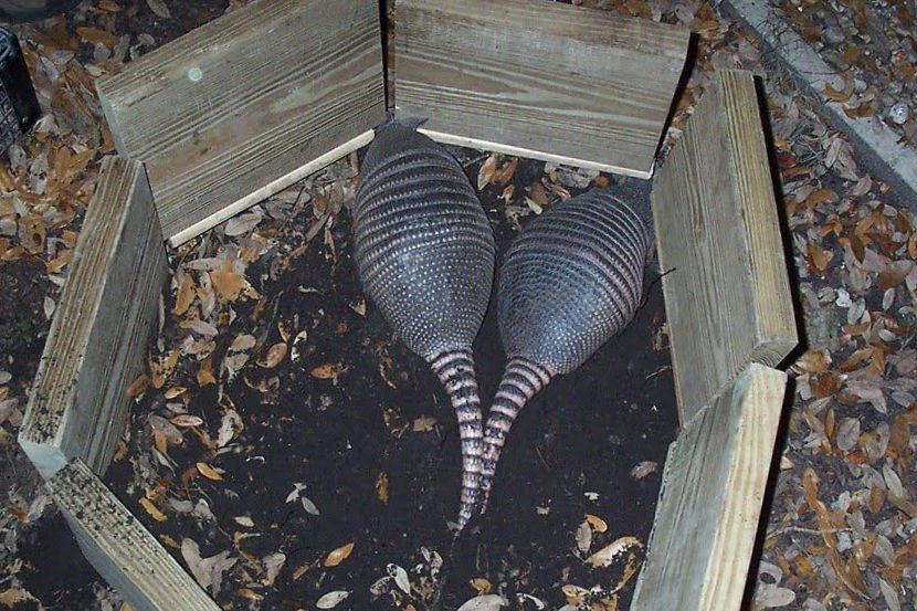 What Bait Works for Armadillos? 
