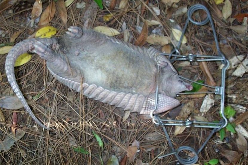 Can You Use Lethal Traps for Armadillos? 