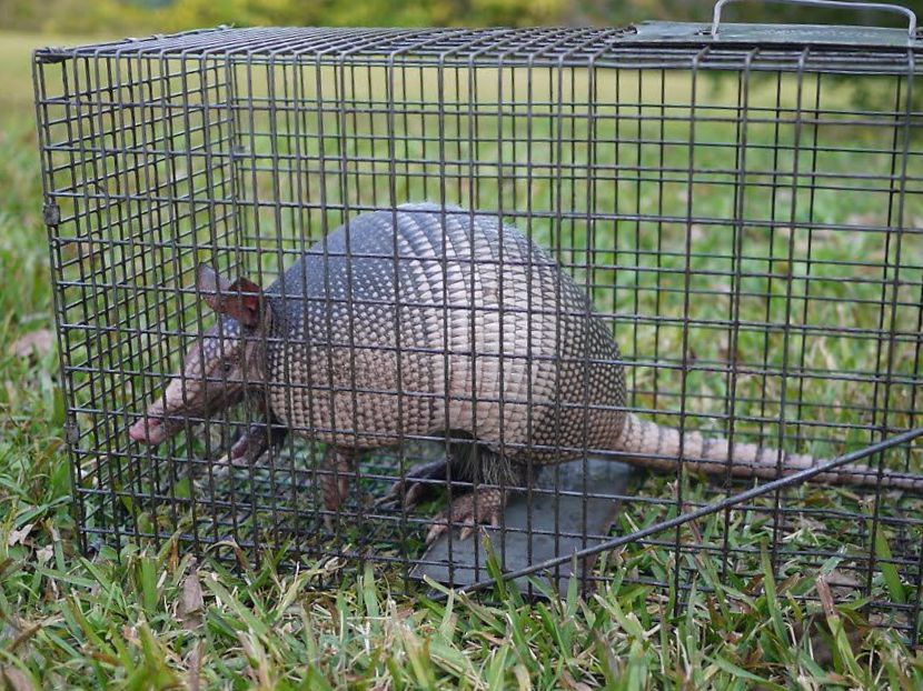 Armadillo Trapping Tips for a Successful Removal Job